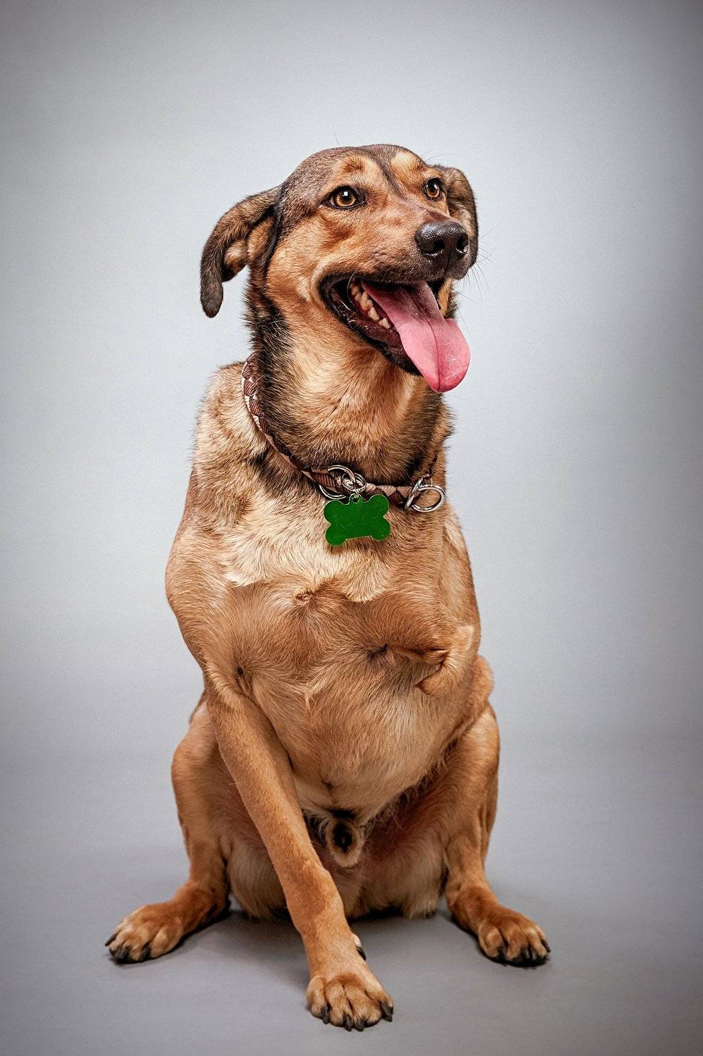 Савва. Автор: Евгений Дёгтев собака, инвалид, портрет, студия, Евгений Дёгтев