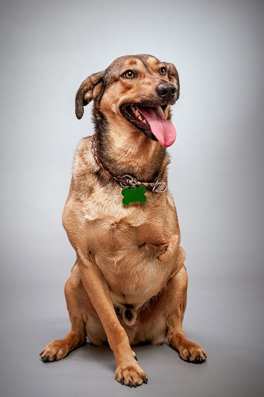 собака, инвалид, портрет, студия Савваphoto preview