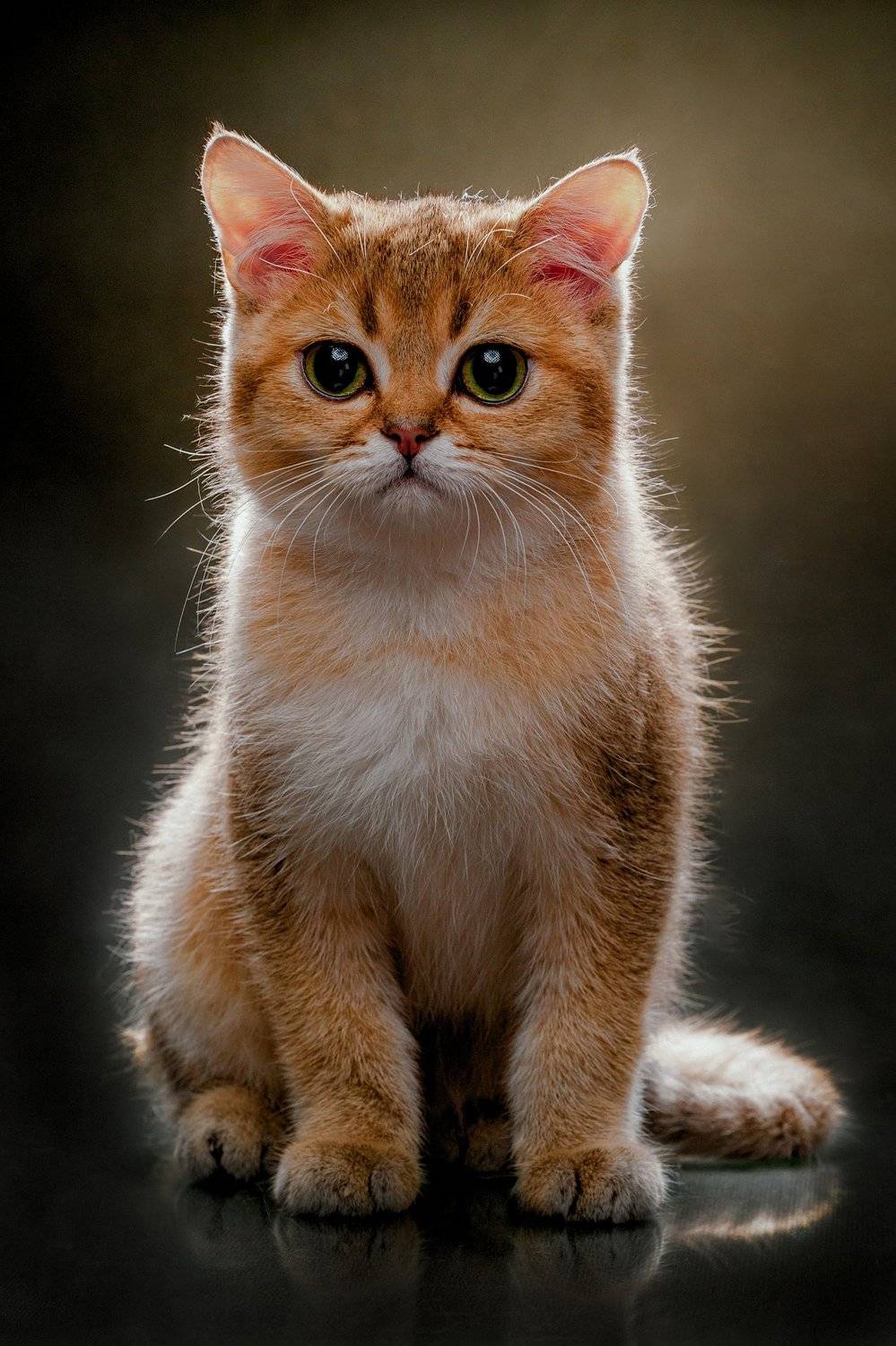 кошка, британская, шиншила, портрет, студия, Евгений Дёгтев