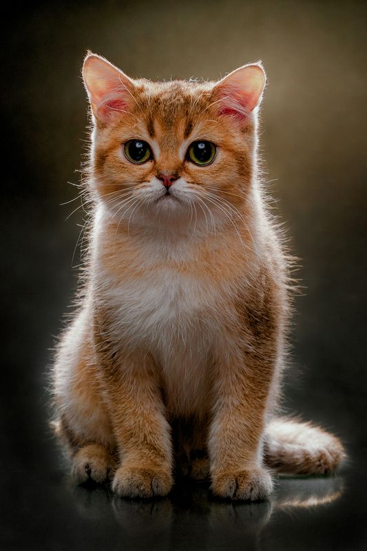 кошка, британская, шиншила, портрет, студия photo preview