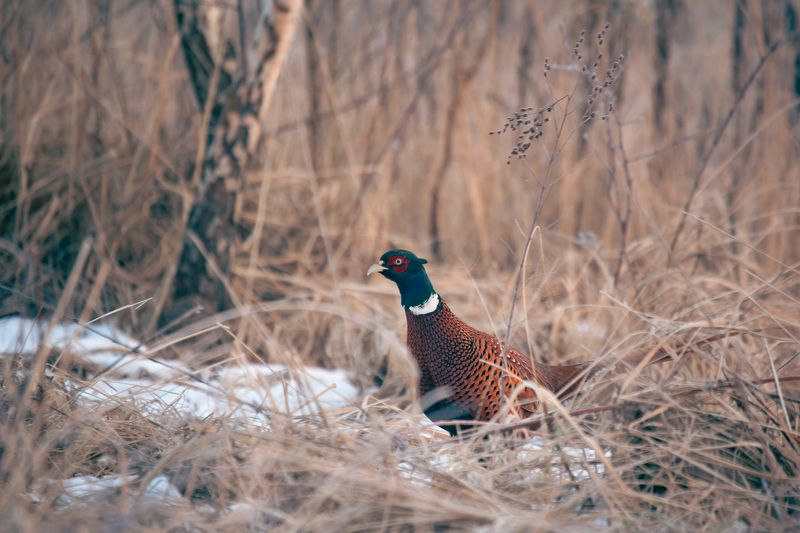 Pheasantphoto preview