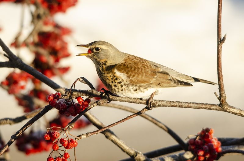 Зимняя столоваяphoto preview