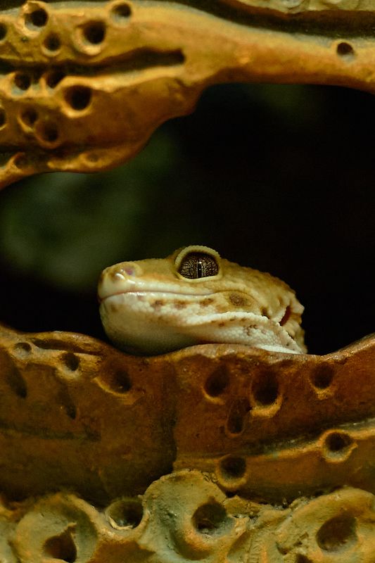 #животные, animals, animalworld, nationalgeographic, , екатеринбург Глаза....Пятнистый эублефар. Екатеринбург, крокодиловая ферма фото превью