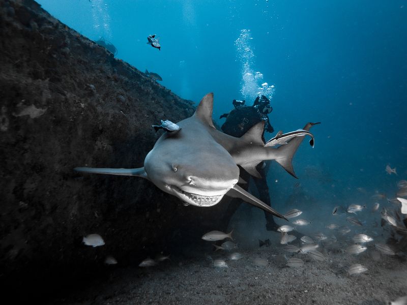 Sinergiasphoto preview