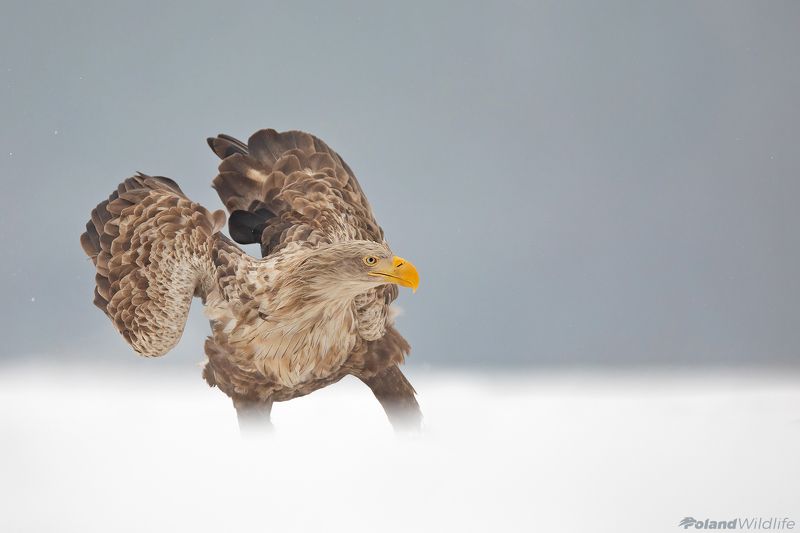 #eagle #poland #winter #eagles #birdofprey Gandalfphoto preview