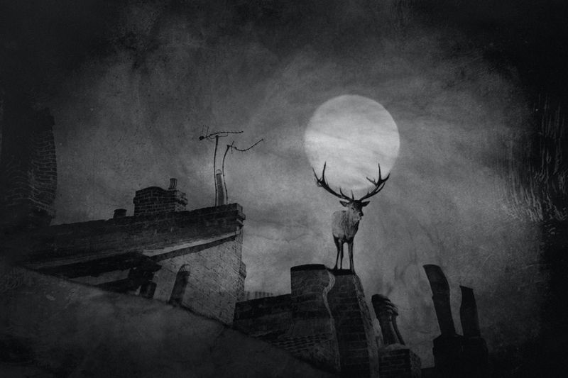 L A M Pphoto preview