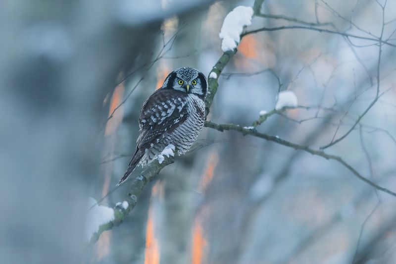 Hawk owl фото превью