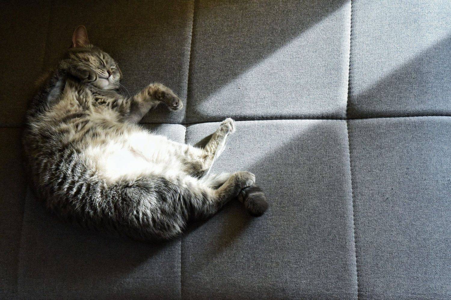 Кошачье "Сотворение мира". Автор: Владимир Леликов-Кузьменко , Владимир Леликов-Кузьменко