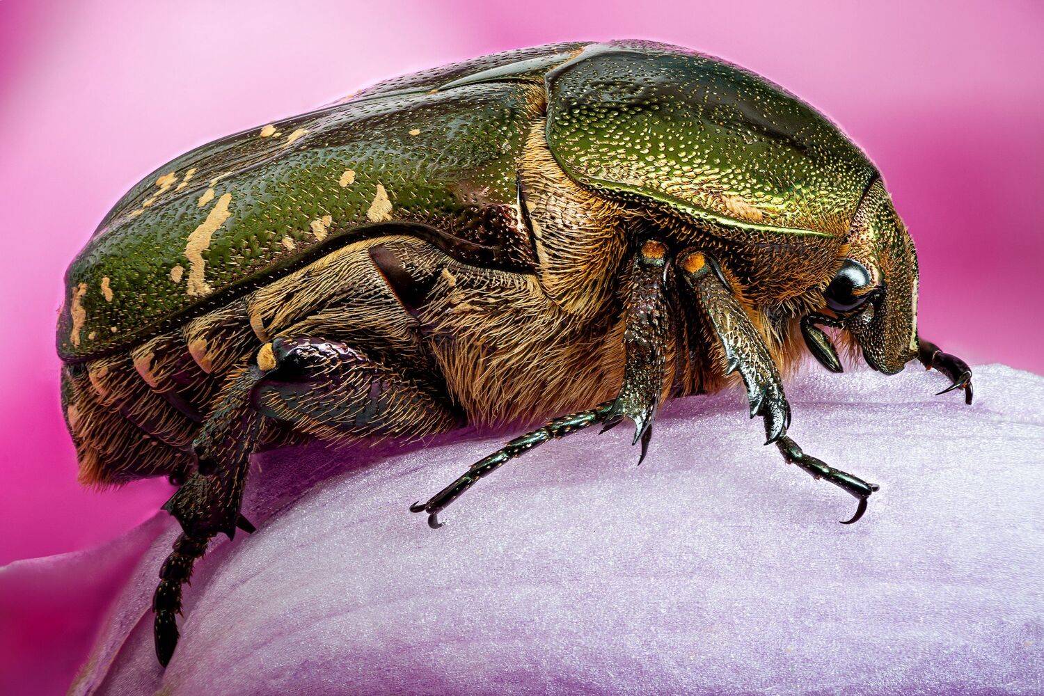 Бронзовка в розовом. Автор: Антон Финевич , Антон Финевич