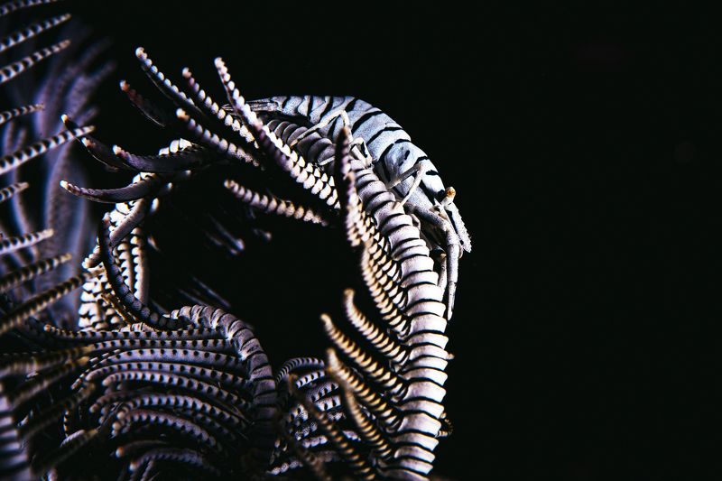 подводная фотография, креветка Зебраphoto preview