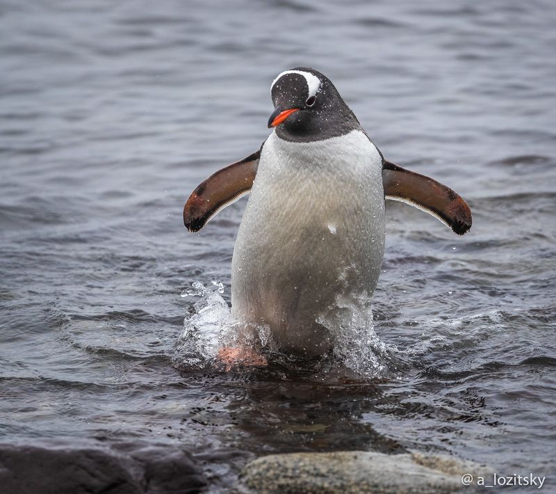Antarctica фото превью