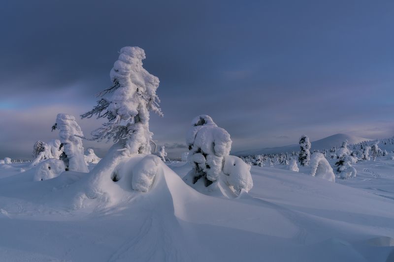 Сторожилы Волосяной сопкиphoto preview