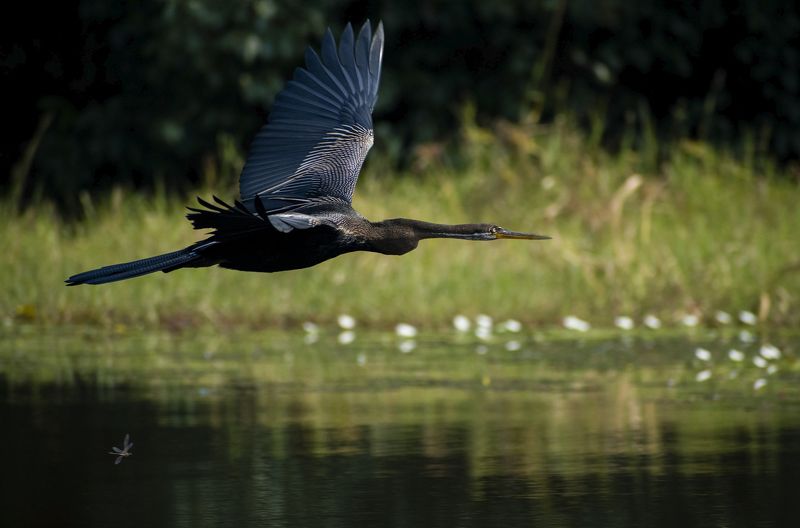 Darter and Dragonfly\'s Racephoto preview