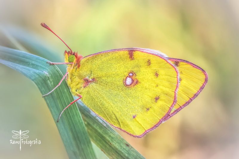 Szlaczkoń siarecznik - Colias hyale.photo preview
