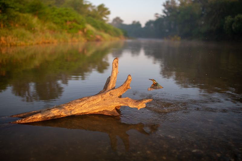 Kingfisherphoto preview