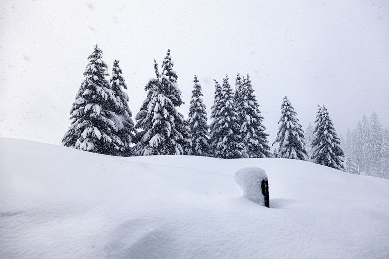зима, снег, елки, метель, снегопад, пурга, ветер, перескоп *Поднять перескоп*photo preview