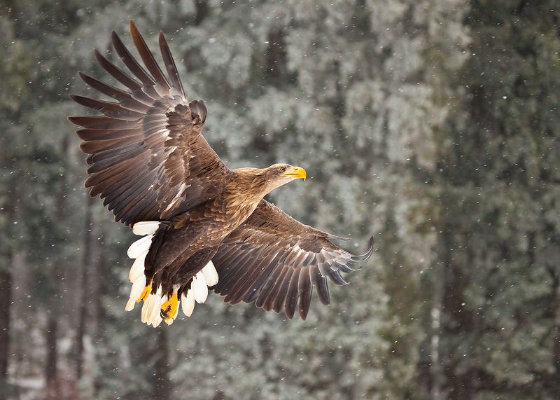 Sea Eaglephoto preview
