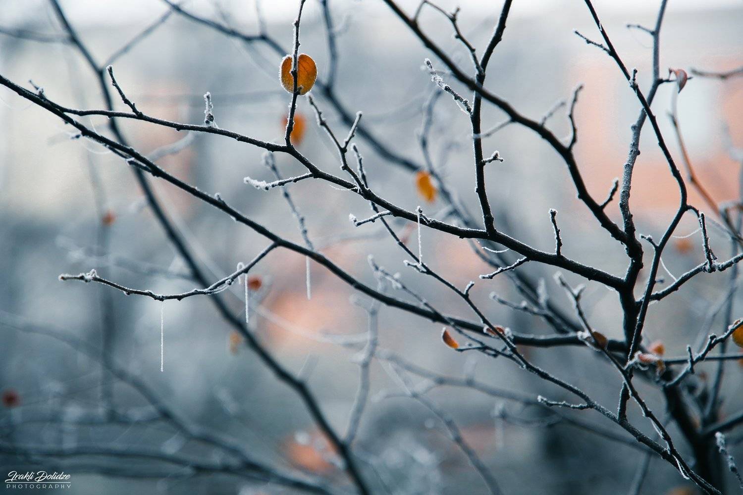 Frozen. Автор: ირაკლი დოლიძე photography, macro, nature, winter, morning, frozen, freeze, close up, tree, ირაკლი დოლიძე