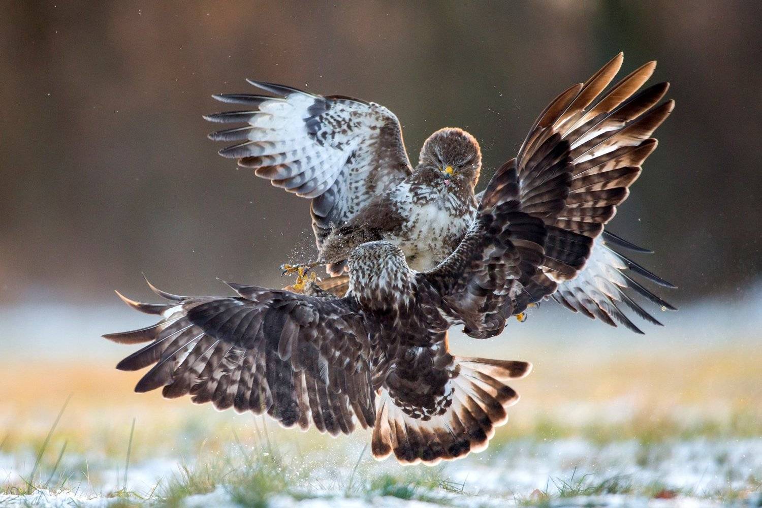 Fight. Автор: Lukasz Dobkowski buteo, winter, bird, wild, Lukasz Dobkowski