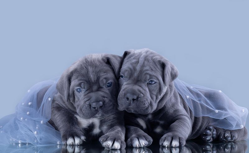 щенки puppies cane corso кане корсо милота красавчики мимими Сладули лимпапулиphoto preview