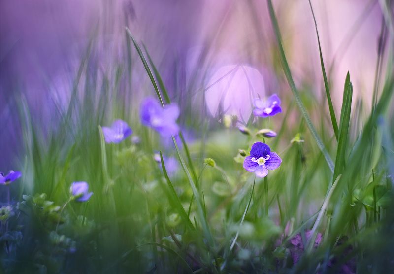 Вероника леснаяphoto preview