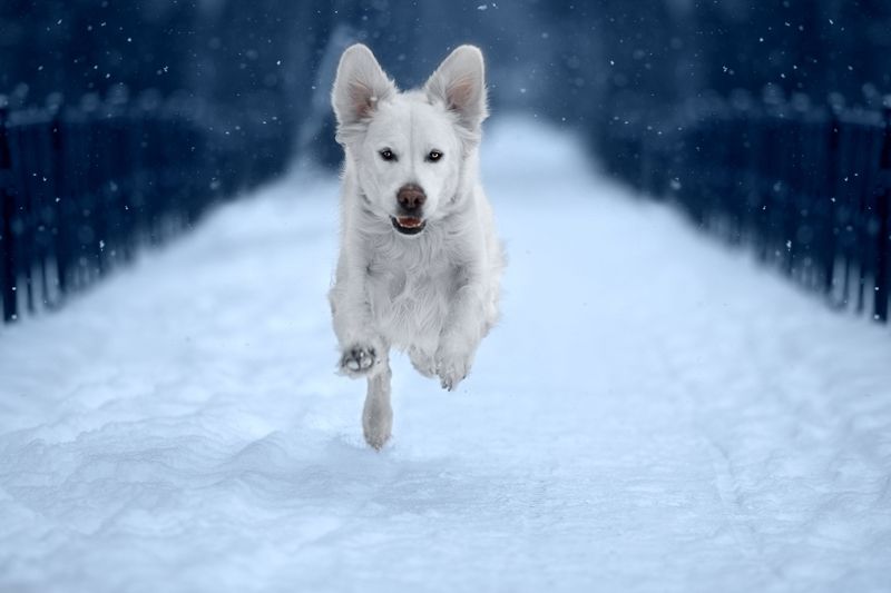 собака,фото дня,питомец, животные, зима, природа, pet, no people,autumn, canon,animal, winter Полетphoto preview