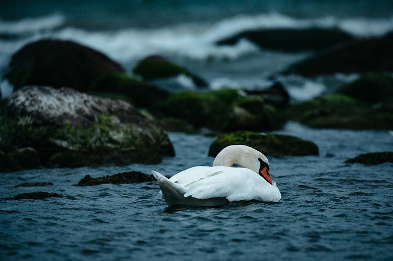 калининград, лебедь, балтика, животные россии Лебедь Балтики photo preview
