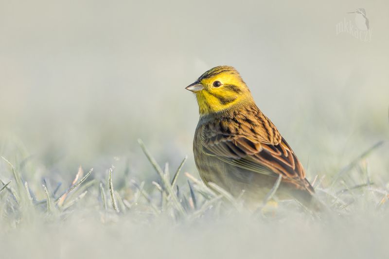 yellowhammerphoto preview