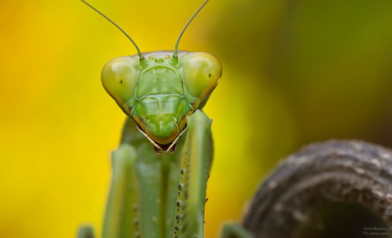 макро, природа, насекомые, богомол, боке, macro, nature, insects, praying mantis, bokeh, Богомолий фотосетphoto preview
