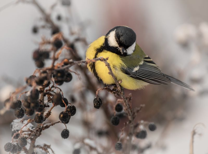 птица, синица, мороз, холода!!photo preview