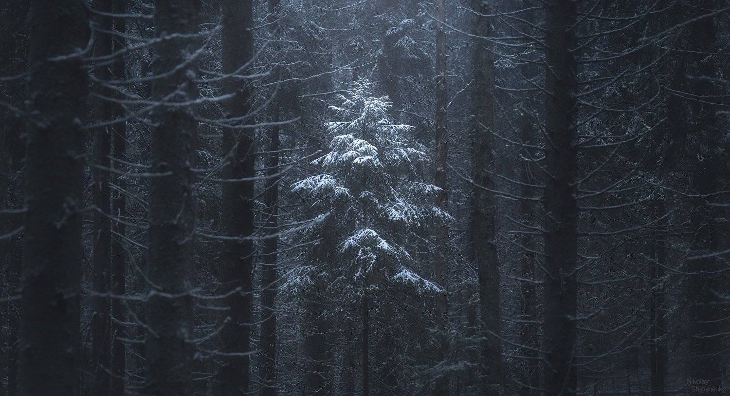 лес, ленинградская область, зима, ель, ёлочка, снег, Николай Степаненко