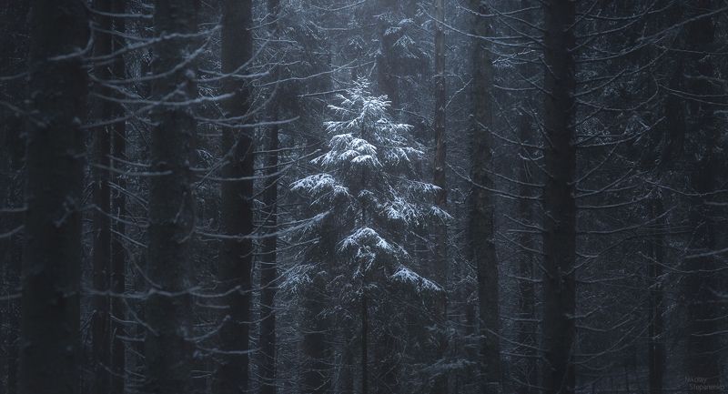 лес, ленинградская область, зима, ель, ёлочка, снег В лесу...photo preview