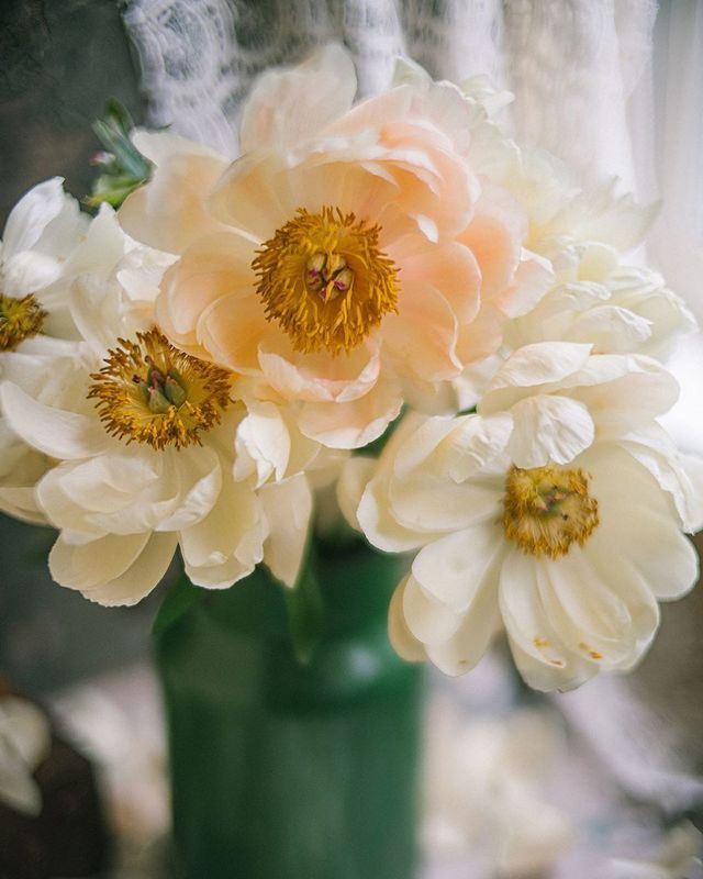 букет, пионы, свет, белый photo preview