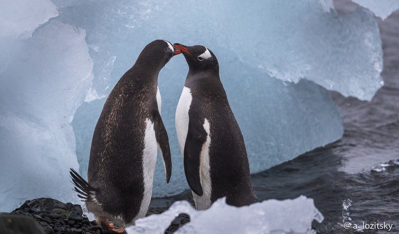 Love in Antarctica фото превью
