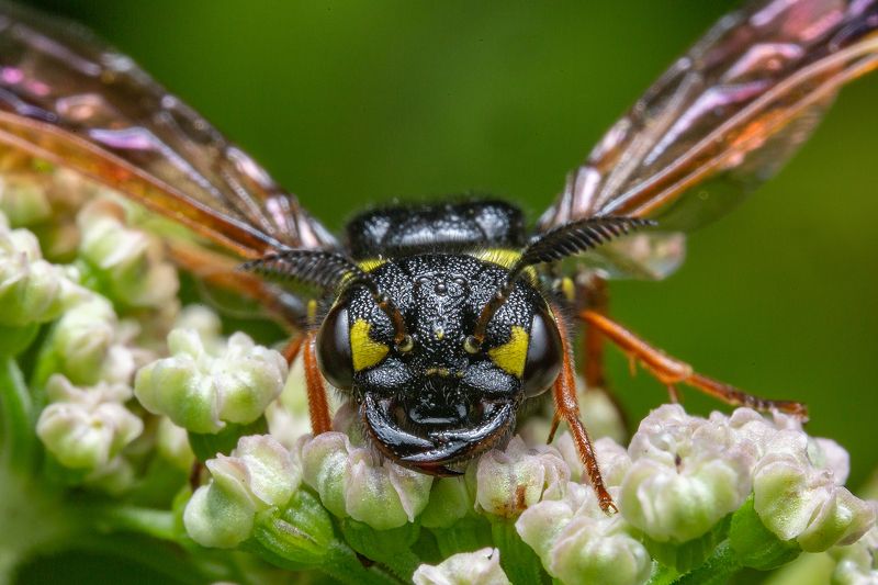 макро, насекомые, пилильщик, сад, природа пилильщик (sawfly) megalodonte spiraeaphoto preview