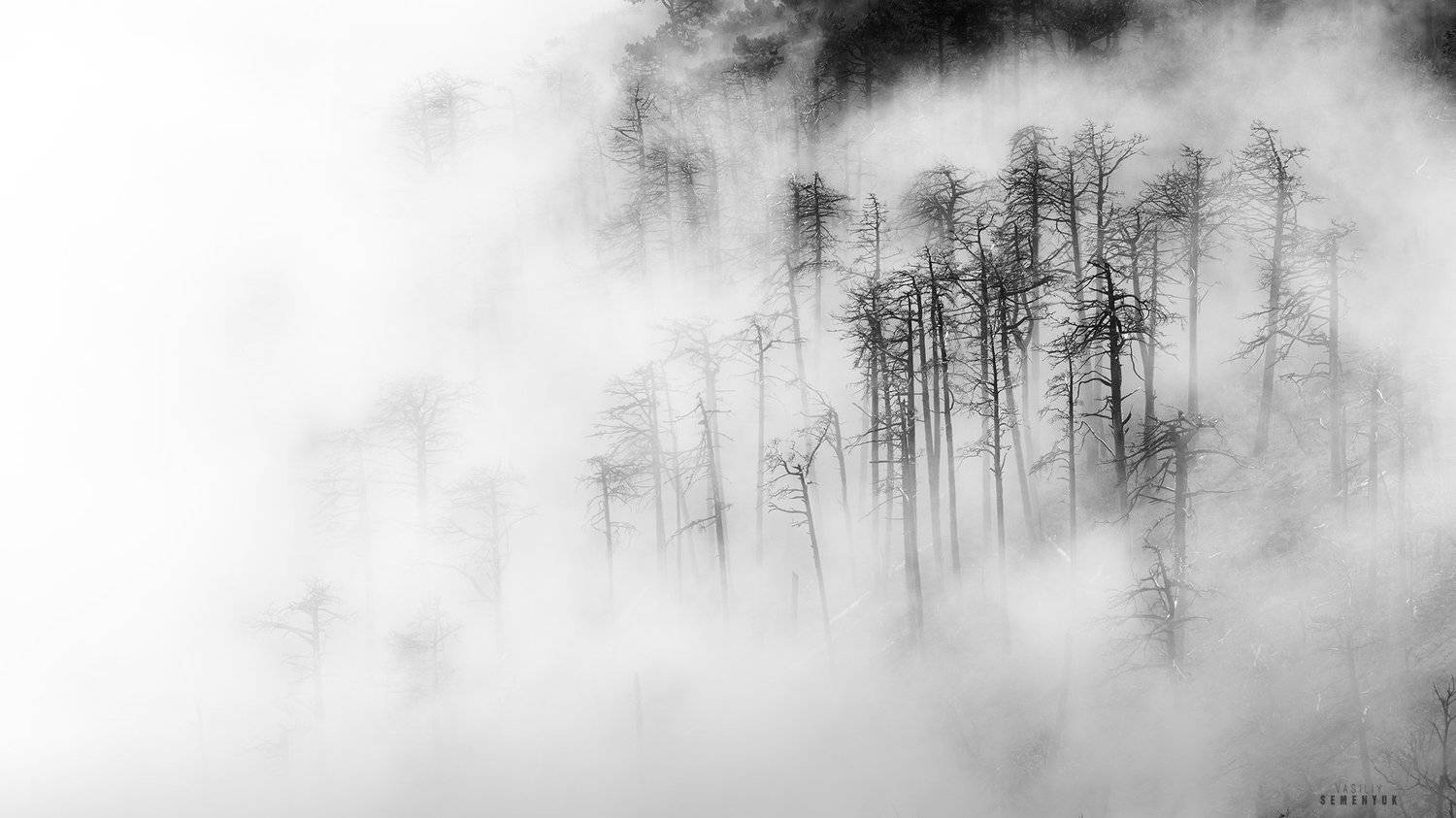 крым, джады-бурун, никитская яйла, горы, сосны, туман, пепелище, ч/б, mountais, fog, clouds, crimea, b/w., Семенюк Василий