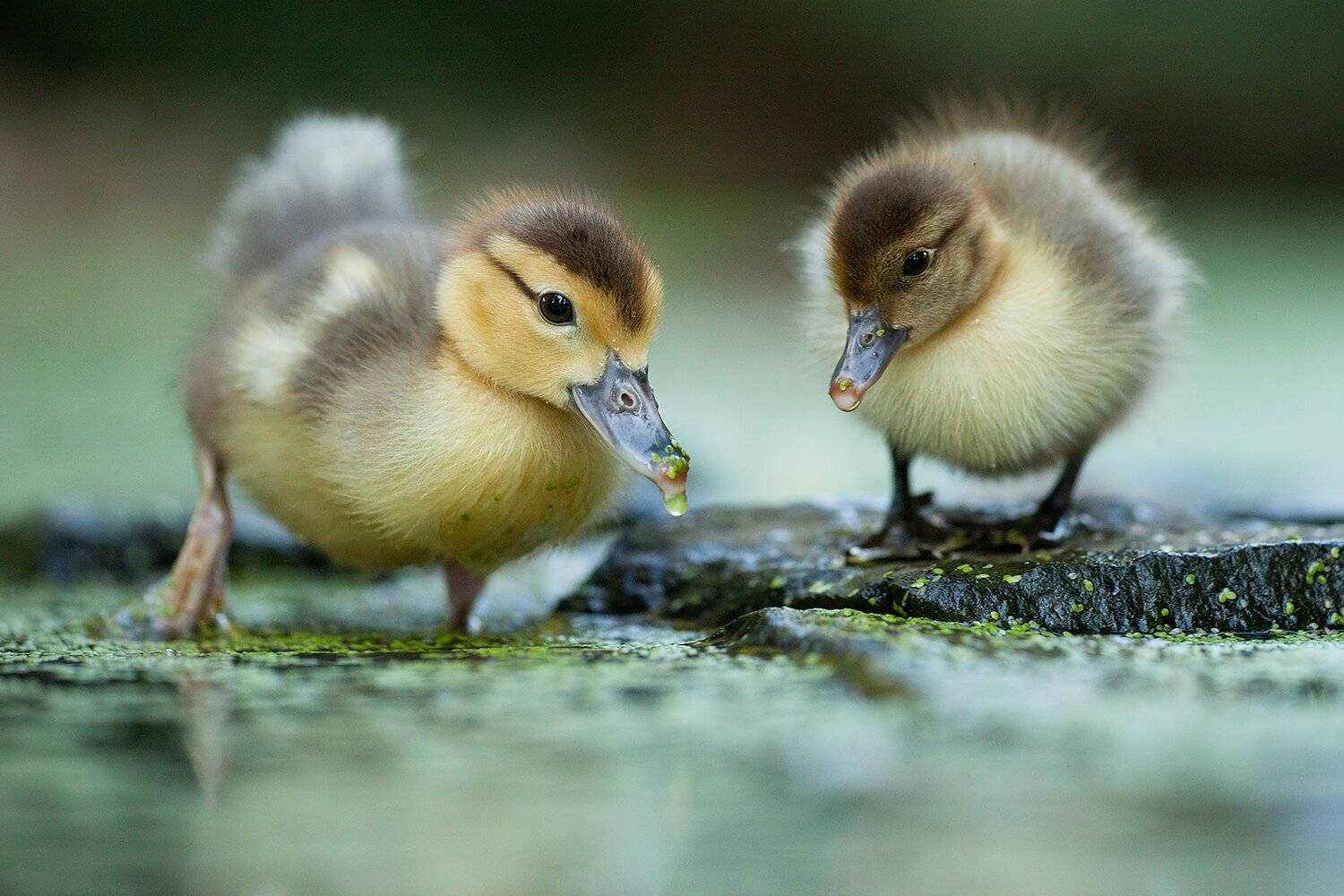Duckling. Автор: Robert Adamec , Robert Adamec