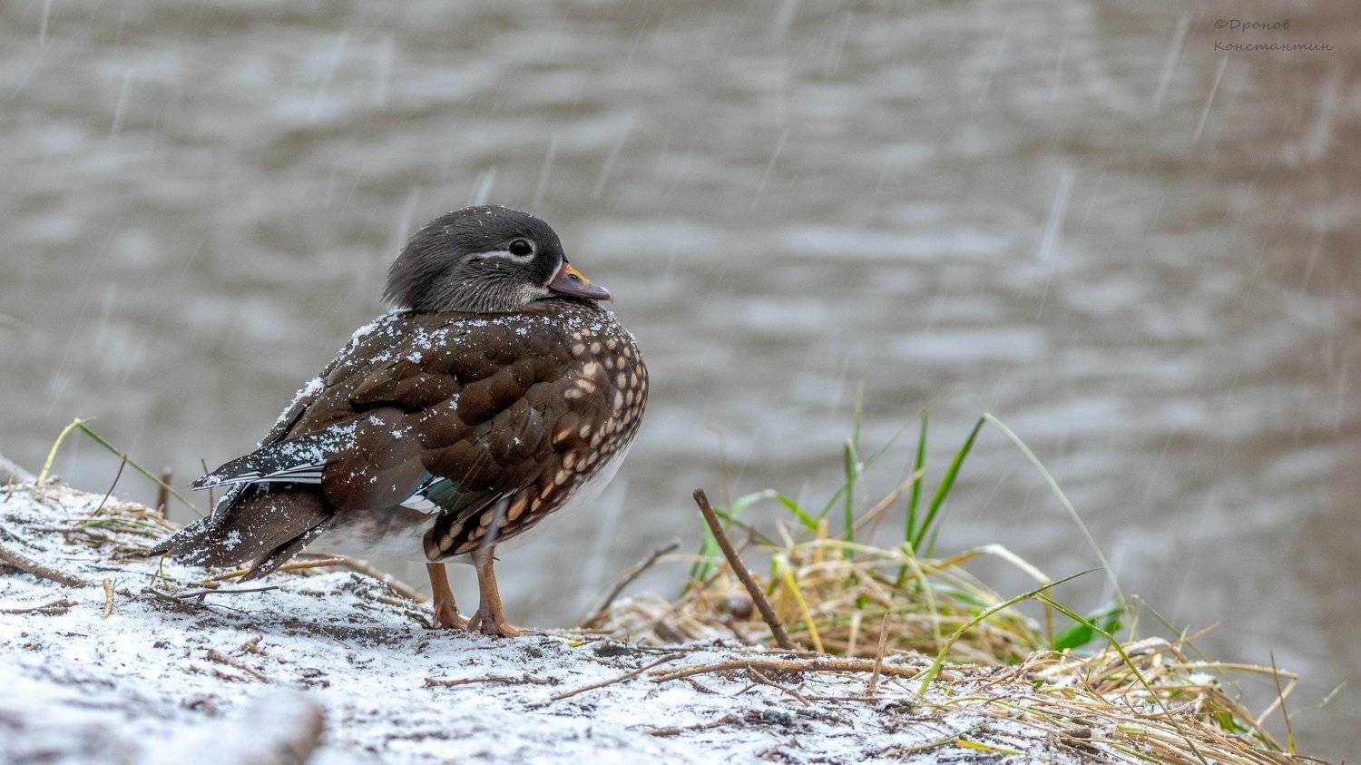 птицы, фотоохота, мандаринка, Дронов Константин