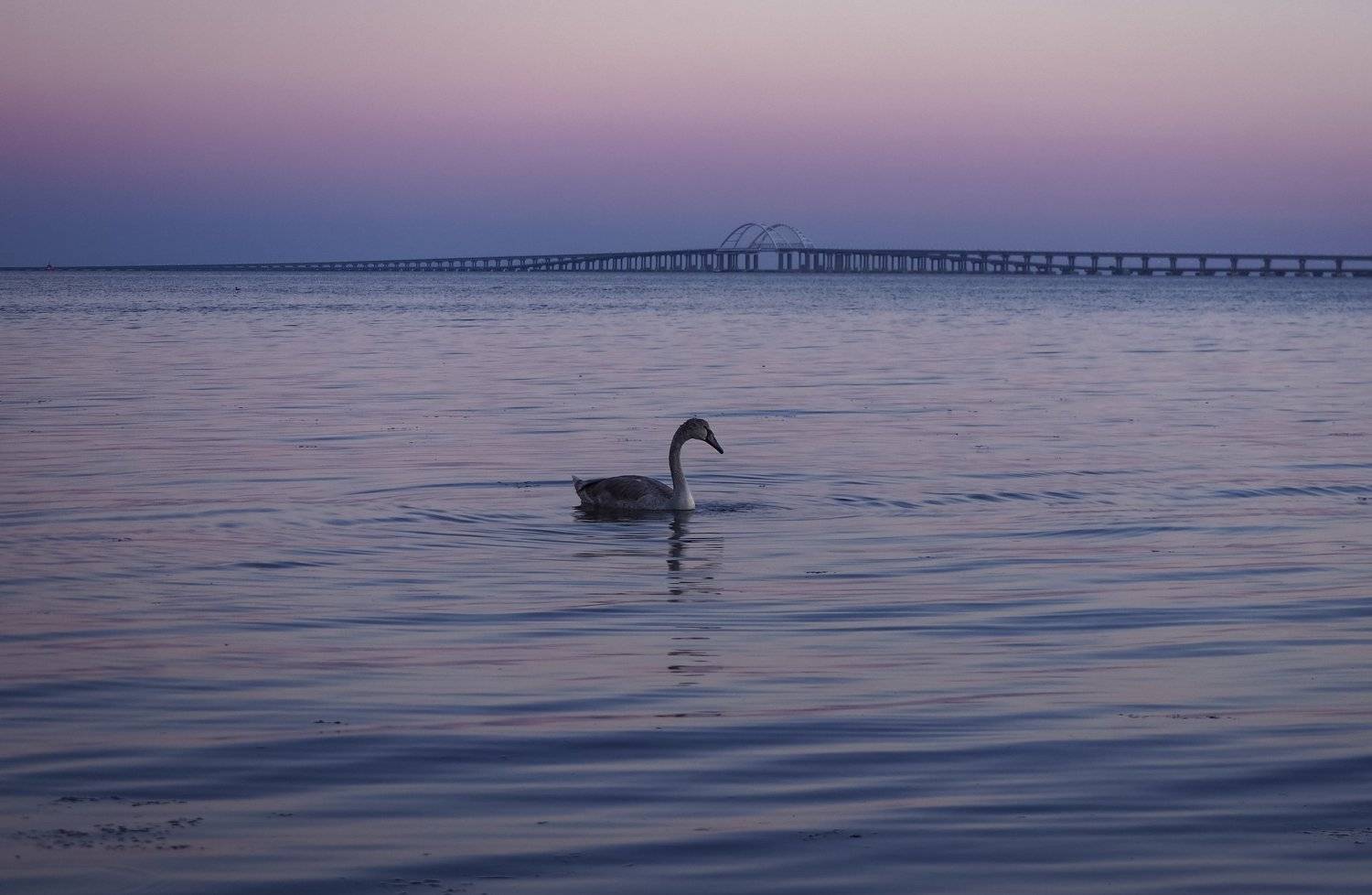 лето, вечер, черное море, пляж, керченский пролив, крымский мост, лебедь, керчь, крым, россия, анатолий щербак, Анатолий Щербак