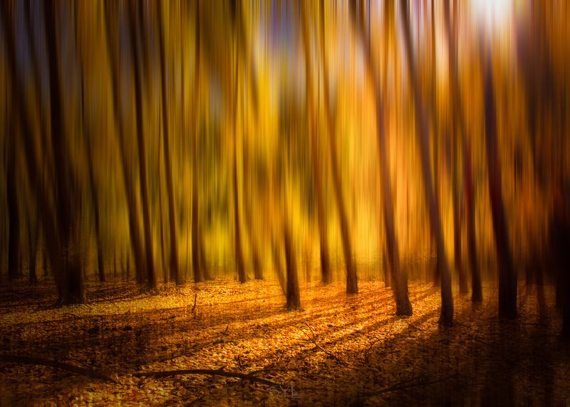 Ray in Autumnphoto preview