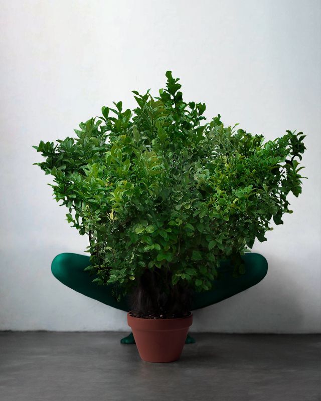 digital photo,  creative edit,  conceptual photography,  surreal photography, surrealism tree of lifephoto preview