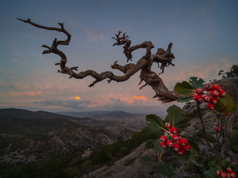 крым, новый свет, осень, закат, crimea, autumn, dusk И мёртвой хваткой вцепившись в закатphoto preview