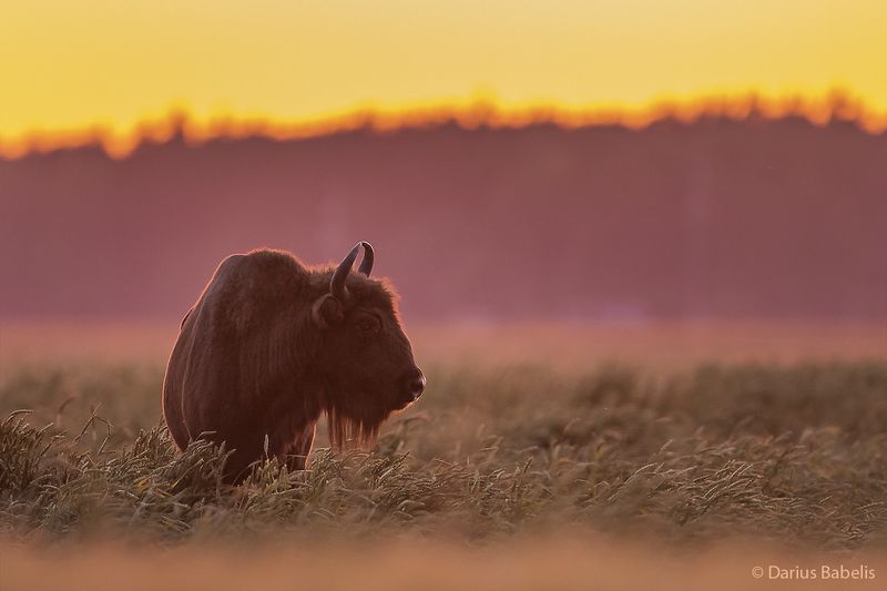 Зубрыphoto preview