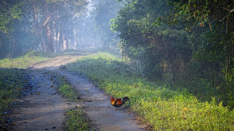 Red Junglefowl Kaziranga Habitat shot of a Red Junglefowlphoto preview