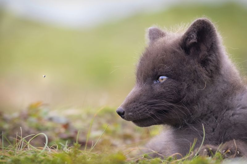 дальний восток, эндемик, песец, остров беренга  Комар и песец, диалогphoto preview