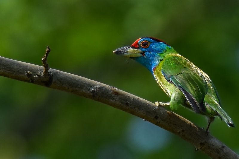 birds, bird, animal, wildlife, беларусьзу, бркрасный, борзимагод, быка, 2021, wisent, aurochs, winter Blue Throated Barbetphoto preview