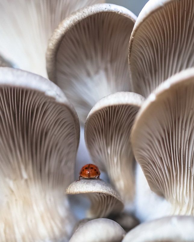 Шухер...photo preview