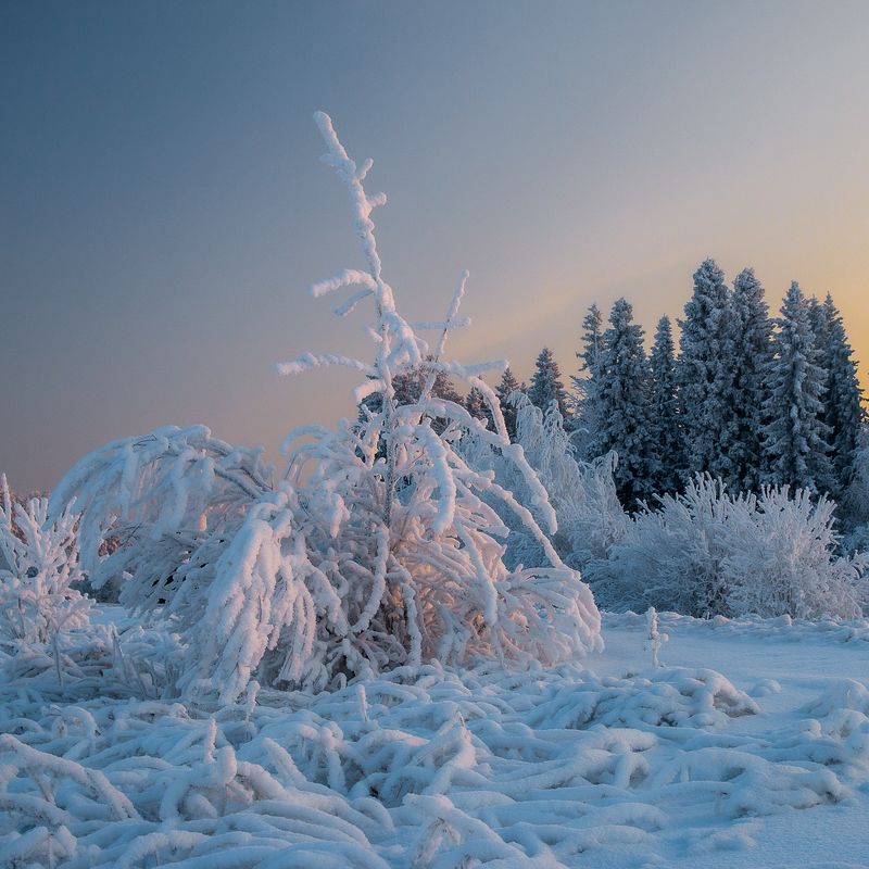 вечер, зима, снег, ель, елка, иней, изморозь, поле, лес, декабрь, холодно, красота, пух, закат, солнце. небо, Зимний вечерphoto preview