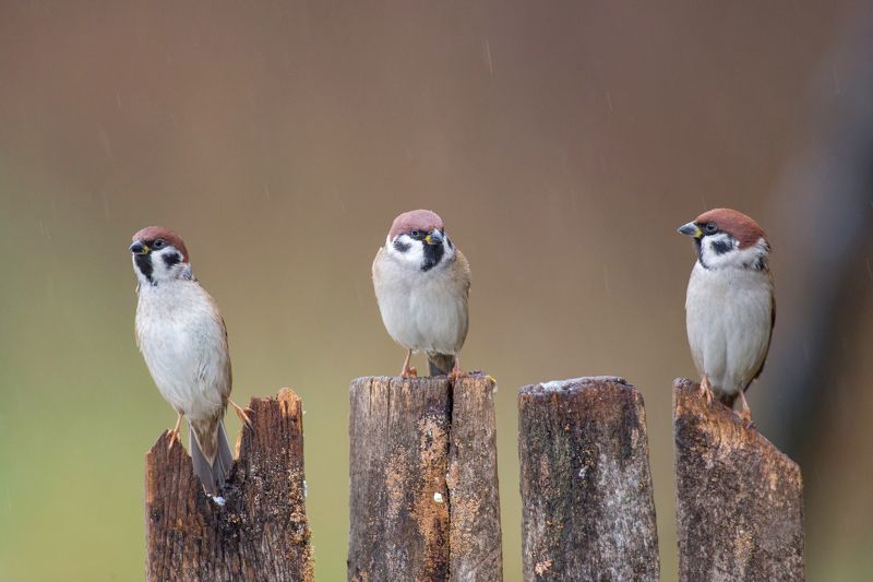 Three Musketeersphoto preview