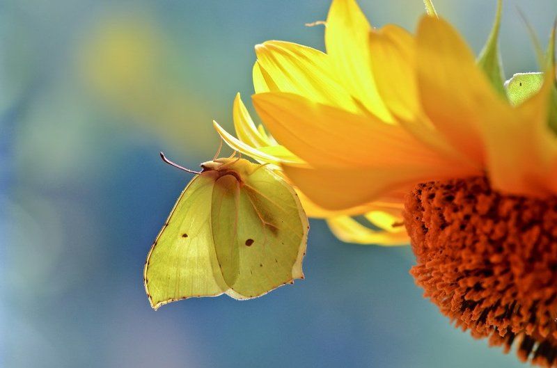 Этюд с подсолухом.photo preview